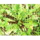 Ραδίκι/ραδίκια Chicory 10gr. σπόροι
