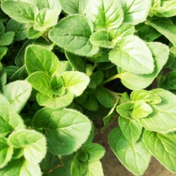 Ρίγανη 0.15γρ Σπόροι Ρίγανης