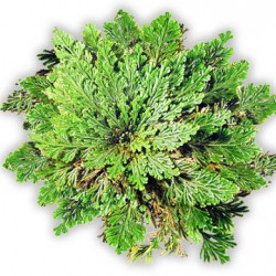 Το Ρόδο Της Ιεριχούς/ερήμου - Απίστευτο Αθάνατο Φυτό που Ανασταίνεται! 1τεμ 