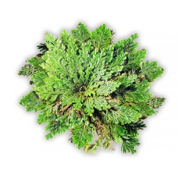 Το Ρόδο Της Ιεριχούς/ερήμου - Απίστευτο Αθάνατο Φυτό που Ανασταίνεται! 1τεμ 