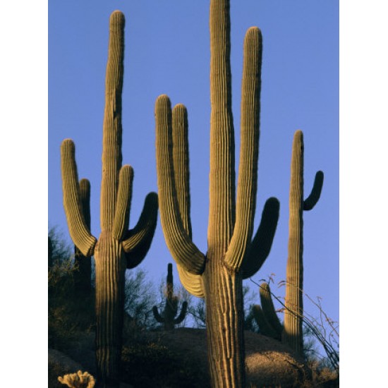 Saguaro/Σαγκουάρο Κάκτος/Cactus 10 Σπόροι (Carnegeia Gigantea) Saguaro/Σαγκουάρο Κάκτος/Cactus 10 Σπόροι (Carnegeia Gigantea)