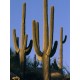 Saguaro/Σαγκουάρο Κάκτος/Cactus 10 Σπόροι (Carnegeia Gigantea)