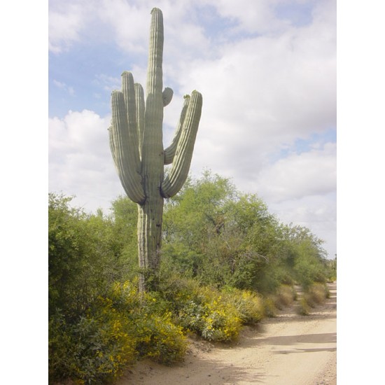 Saguaro/Σαγκουάρο Κάκτος/Cactus 10 Σπόροι (Carnegeia Gigantea) Saguaro/Σαγκουάρο Κάκτος/Cactus 10 Σπόροι (Carnegeia Gigantea)