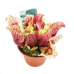 Sarracenia Barbarapa - Σαρκοφάγο φυτό Sarracenia Barbarapa - Σαρκοφάγο φυτό