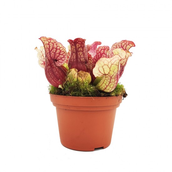 Sarracenia Barbarapa - Σαρκοφάγο φυτό