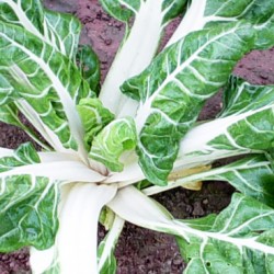 Σέσκουλο Πλατύφυλλο 10γρ Σπόροι Σέσκουλο Πλατύφυλλο 10γρ Σπόροι