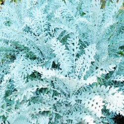 Σινεράρια Ασημί πακέτο σπόρων 0,2γραμ.