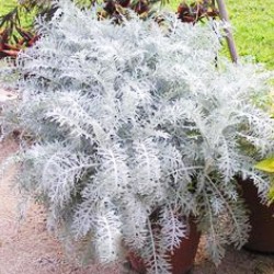 Σινεράρια Ασημί πακέτο σπόρων 0,2γραμ. Σινεράρια Ασημί πακέτο σπόρων 0,2γραμ.