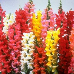 Σκυλάκι Γίγας Μείγμα Σπόροι Πακέτο Σπόρων 0,3γρ.