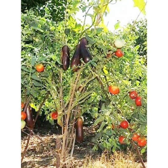 Σολανόδεντρο -15  (Solanum Torvum)