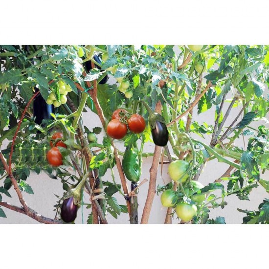 Σολανόδεντρο -15  (Solanum Torvum)