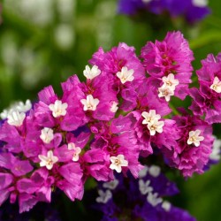 Στατική μείγμα σπόρων 3γραμ. Σπόροι Στατικής