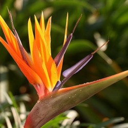 Στρελίτσια / Strelizia Σποροι 0,10γρ Στρελιτσιας