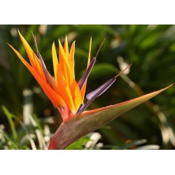 Στρελίτσια / Strelizia Σποροι 0,10γρ Στρελιτσιας Στρελίτσια / Strelizia Σποροι 0,10γρ Στρελιτσιας