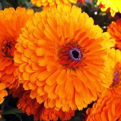 Ταγέτης-Κατιφές Νάνος Διπλός ανάμικτοι σπόροι 0.90γρ