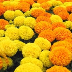 Ταγέτης-Κατιφές Νάνος Διπλός ανάμικτοι σπόροι 0.90γρ