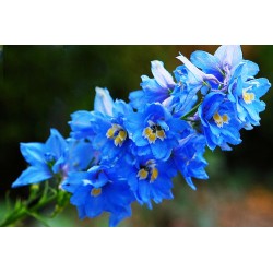 Δελφίνιο πακέτο σπόρων 0,5 γραμ.