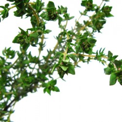 Θυμάρι Σπόροι 0,30γρ Θυμαριού