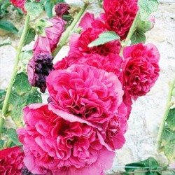 Δενδρομολόχα πακέτο σπόρων 0,30 γραμ.