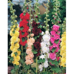 Δενδρομολόχα πακέτο σπόρων 0,30 γραμ.