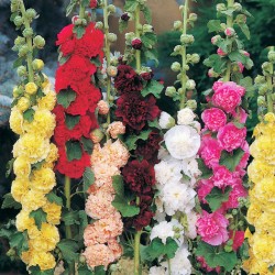 Δενδρομολόχα πακέτο σπόρων 0,30 γραμ.