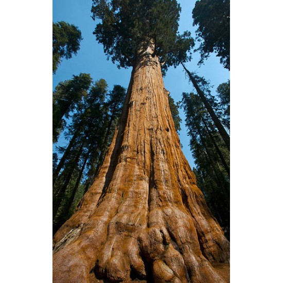Δέντρο Γίγαντας Σεκόγια (Sequoiadendron giganteum) - 10 σπόροι