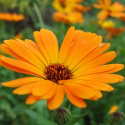 Διμορφοθήκη Ανάμικτα Χρώματα Σπόροι 0,15γρ. Διμορφοθήκη Ανάμικτα Χρώματα Σπόροι 0,15γρ.