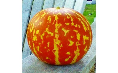 Πεπόνι Τίγρης (TigerMelon) Οδηγίες Καλλιέργειας Σπόρων