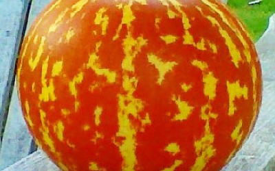Πεπόνι Τίγρης (TigerMelon) Οδηγίες Καλλιέργειας Σπόρων