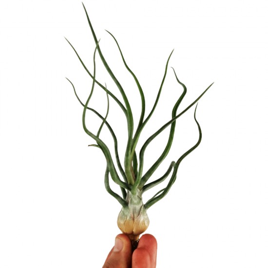 Αερόφυτο Tillandsia Bulbosa- Xl