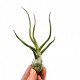 Αερόφυτο Tillandsia Bulbosa- Xl