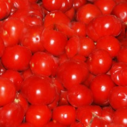 Τομάτα τ. Σαντορίνης (Lycopersicon Esculentum) 1γρ. Σπόροι Τομάτα τ. Σαντορίνης (Lycopersicon Esculentum) 1γρ. Σπόροι