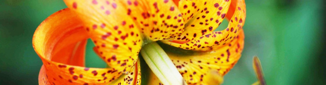 Turk's Cap Lily Κρίνο Οδηγίες Καλλιέργειας Σπόρων