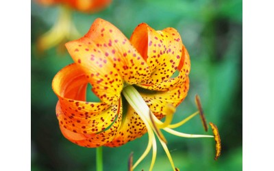 Turk's Cap Lily Κρίνο Οδηγίες Καλλιέργειας Σπόρων