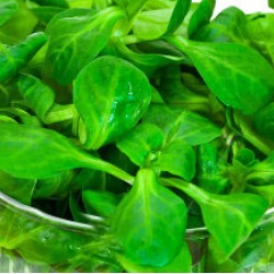 Βαλεριάνα πακέτο σπόρων 8γρ