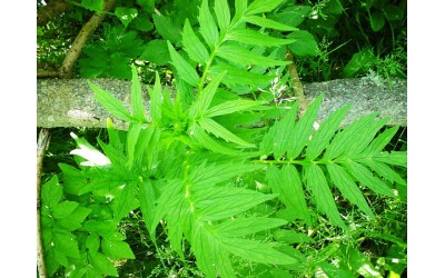 Βαλεριάνα (Valeriana Officinalis) Οδηγίες Καλλιέργειας Σπόρων