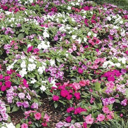 Βαλσαμίνα διπλή 0,5 γραμ. Σπόροι Βαλσαμίνας