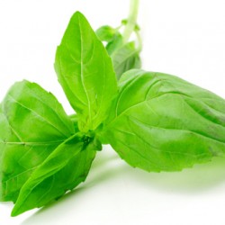 Βασιλικός Πακέτο Σπόρων 0,5γρ Βασιλικού