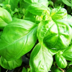 Βασιλικός Πλατύφυλλος Σπόροι 5γρ Βασιλικού Βασιλικός Πλατύφυλλος Σπόροι 5γρ Βασιλικού