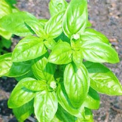 Βασιλικός Πλατύφυλλος Σπόροι 5γρ Βασιλικού Βασιλικός Πλατύφυλλος Σπόροι 5γρ Βασιλικού