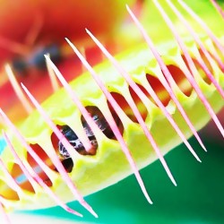 Διωναία - Venus Flytrap  Σαρκοφάγο φυτό 6 σπόροι