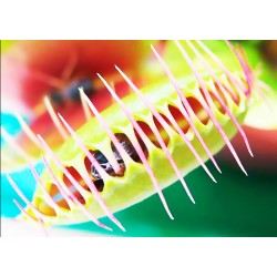 Διωναία - Venus Flytrap  Σαρκοφάγο φυτό 6 σπόροι Διωναία - Venus Flytrap  Σαρκοφάγο φυτό 6 σπόροι