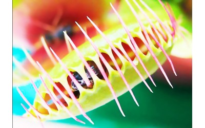 Διωναία / Venus Flytrap Οδηγίες Καλλιέργειας Σπόρων