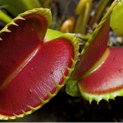 Διωναία - Venus Flytrap  Σαρκοφάγο φυτό 6 σπόροι Διωναία - Venus Flytrap  Σαρκοφάγο φυτό 6 σπόροι