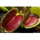 Διωναία (Dionaea Muscipula) 10 Σπόροι Μυγοπαγίδα Venus Flytrap