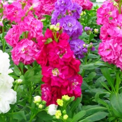 Βιολέτα Μιγμα Χρωμάτων Σπόροι 0,50γρ. Βιολέτας