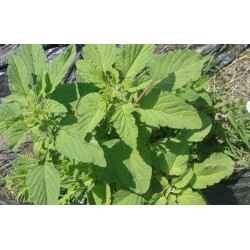 Βλήτο πακέτο σπόρων 2γραμ. Σπόροι Βλήτου