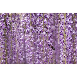 Γλυτσίνα (Wisteria floribunda) - 4 Σπόροι Γλυτσίνα (Wisteria floribunda) - 4 Σπόροι