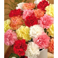 Γαρύφαλλα / Carnation Σπόροι 0,40γρ μίγμα χρωμάτων γαρυφαλλιάς! Γαρύφαλλα / Carnation Σπόροι 0,40γρ μίγμα χρωμάτων γαρυφαλλιάς!