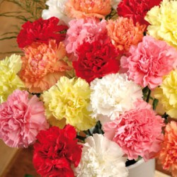 Γαρύφαλλα / Carnation Σπόροι 0,40γρ μίγμα χρωμάτων γαρυφαλλιάς!
